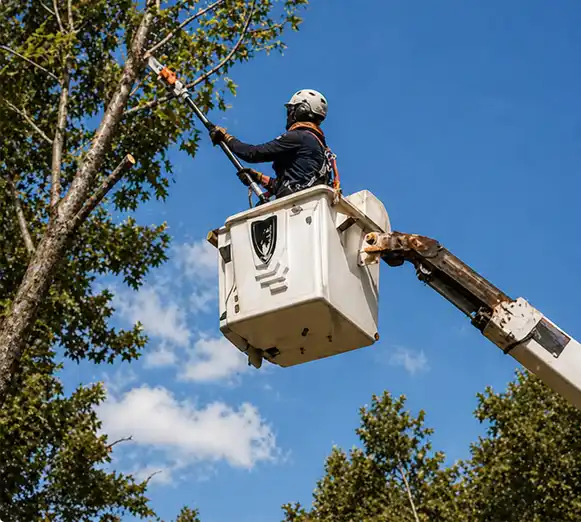 Arborist in bucket truck