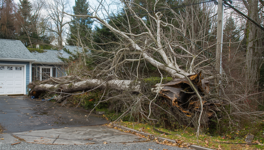 Common Tree Problems Homeowners Face in Rochester