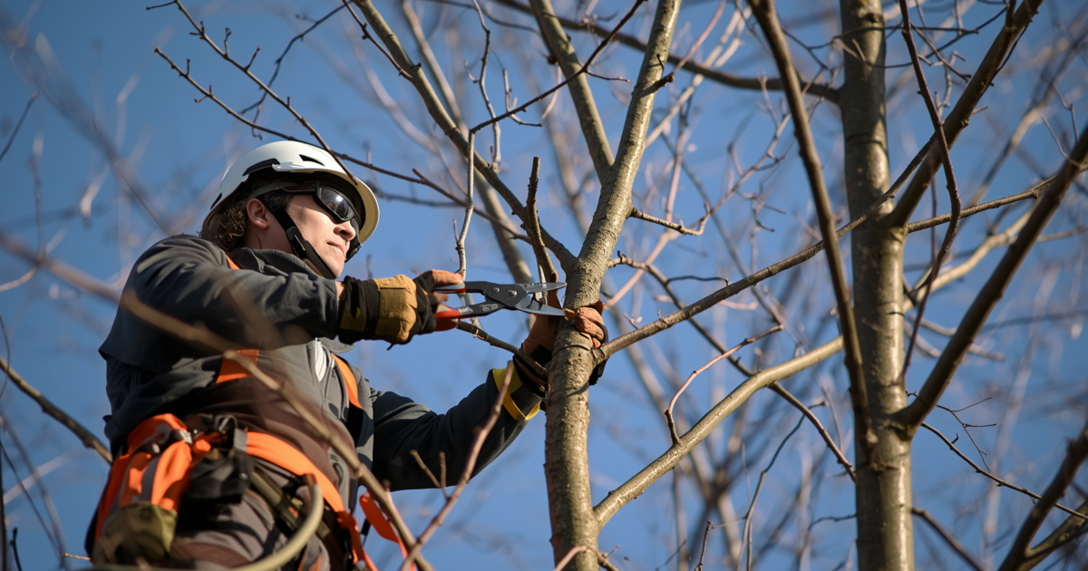 Best Time for Tree Trimming and Pruning in Rochester