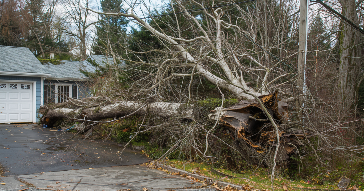 Common Tree Problems Homeowners Face in Rochester