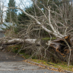 Common Tree Problems Homeowners Face in Rochester