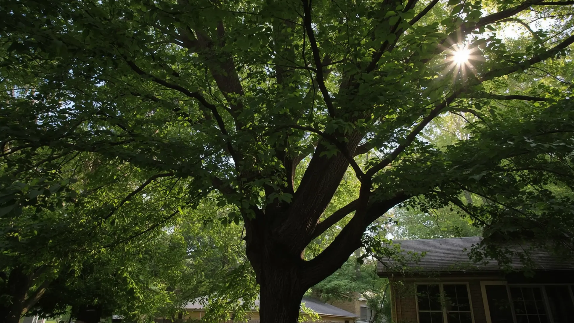 How Tree Roots Impact Underground Utilities in Rochester, NY