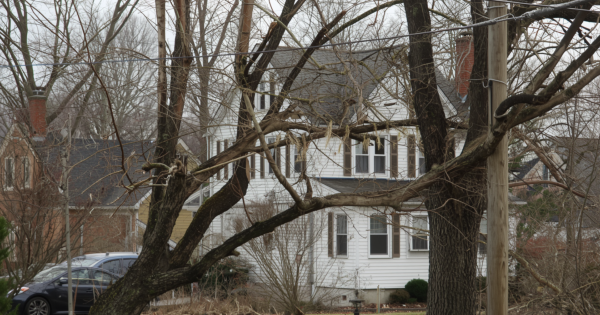 Signs Your Trees Need Professional Care in Rochester, NY