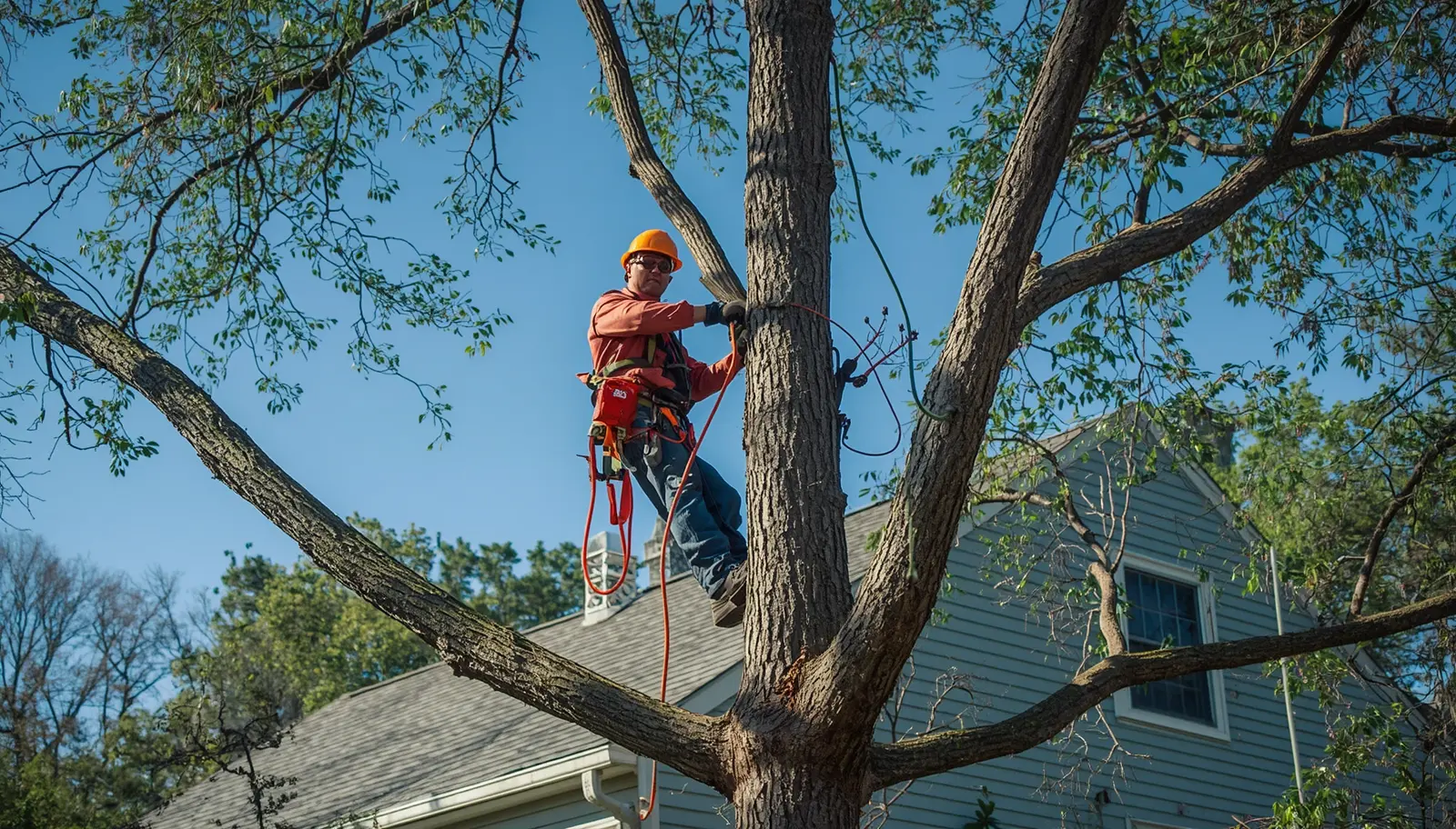 Why Rochester Property Owners Are Prioritizing Professional Tree Trimming Before Severe Weather Hits
