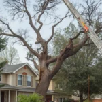 Tree Fell on My House in Rochester, NY: What to Do in the First 24 Hours
