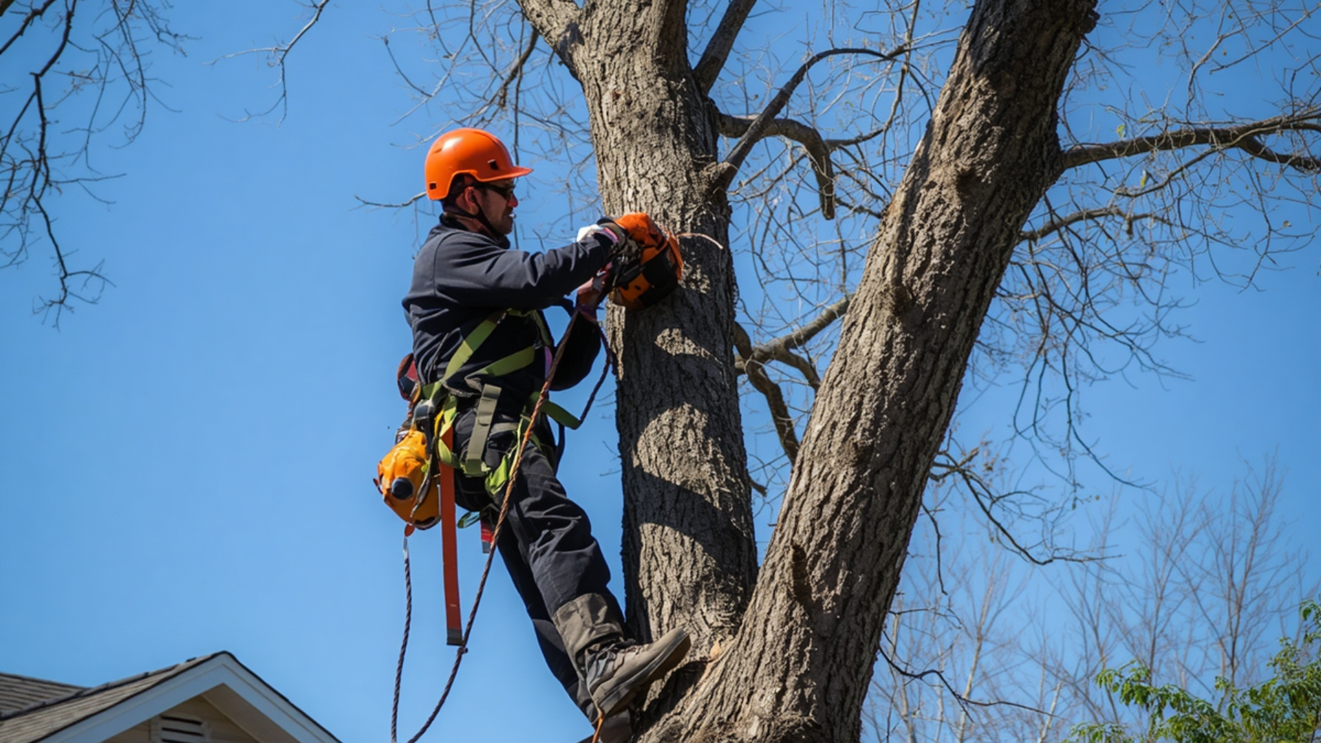 Tree Trimming Service Near Me Rochester NY Why Professional Tree Care Is Essential for Healthy, Safe Trees