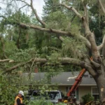 5 Questions to Ask Before Hiring a Tree Service in Rochester, NY
